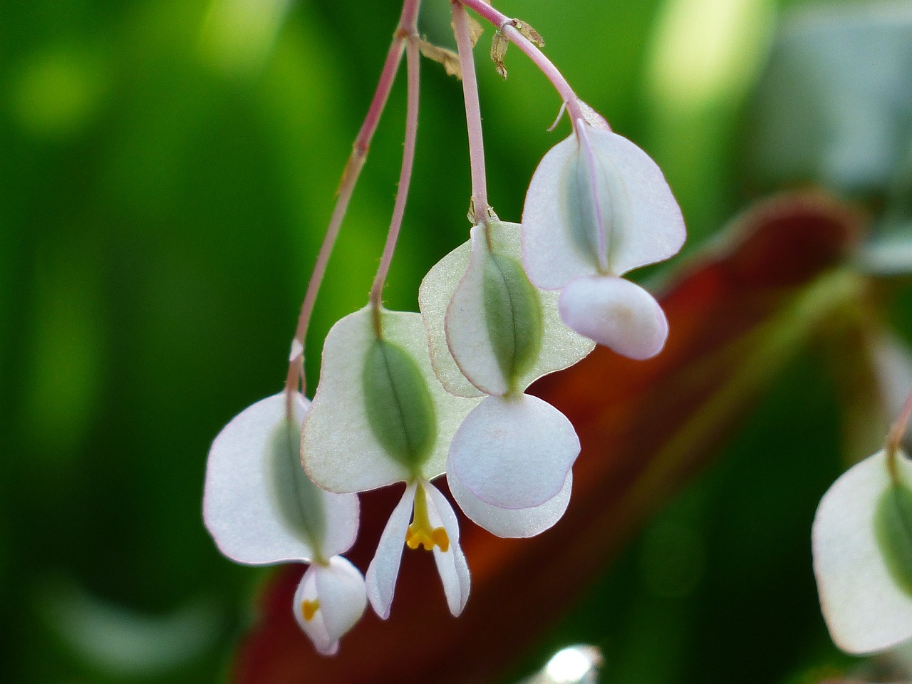 Best Plants for Low-Light Outdoor Spaces